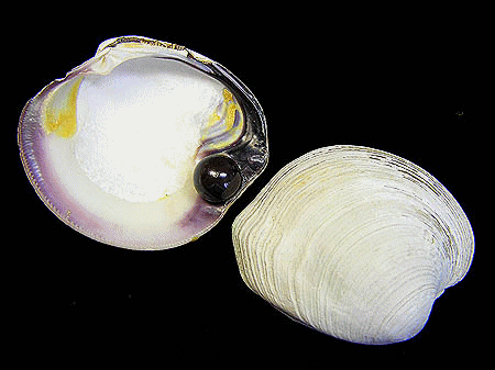 Quahog Clam Pearl with Original Shell