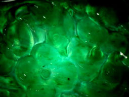 Transparency in Jadeite.